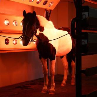 Конно-спортивный Клуб Яменская Усадьба | Фото 8