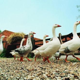 Загородный Отель Улиткино | Фото 8