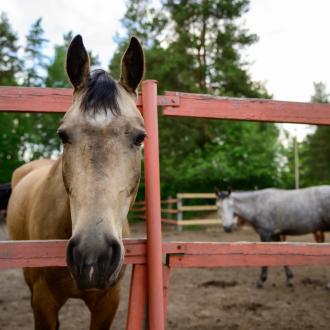 Вкс-Кантри | Фото 16