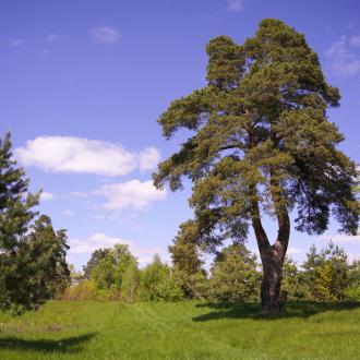 Русский Лес | Фото 20