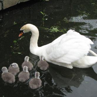 Солнечная Поляна | Фото 29