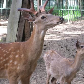 Солнечная Поляна | Фото 30