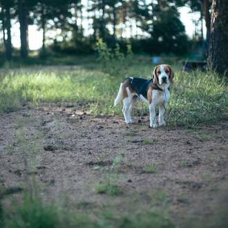 База отдыха Заостровье | Фото 18