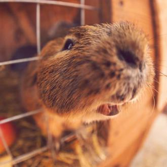 Яхонты | Фото 21