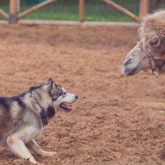 Яхонты | Фото 22