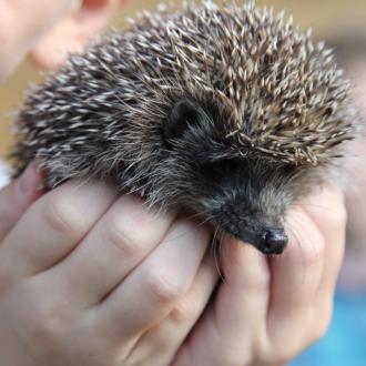 ДОЛ Кругосветка | Фото 27