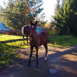 Онежское подворье | Фото 5