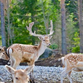 Савонлинна | Фото 9