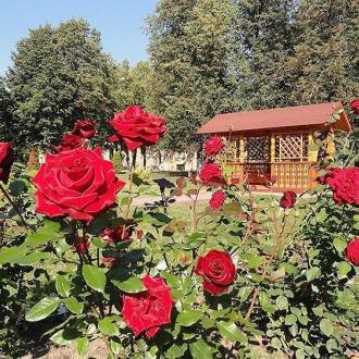 Солнечный | Фото 29