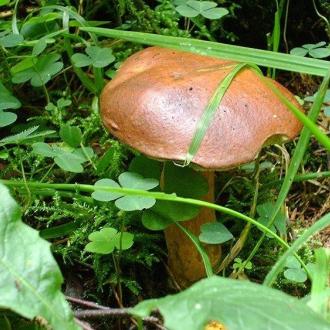 Солнечный | Фото 30