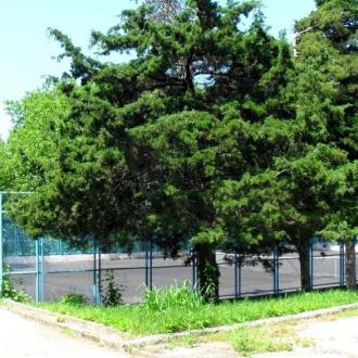 Аврора | Фото 3